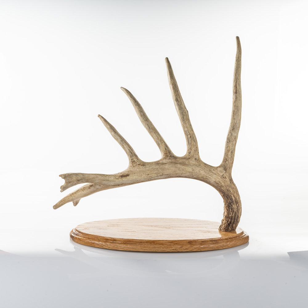 BIG TYPICAL CUT ANTLER MADE INTO A DECORATION (Auction #001)