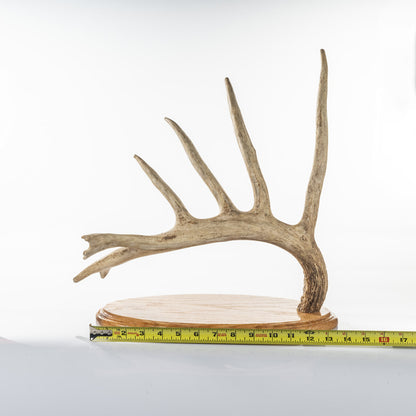 BIG TYPICAL CUT ANTLER MADE INTO A DECORATION (Auction #001)