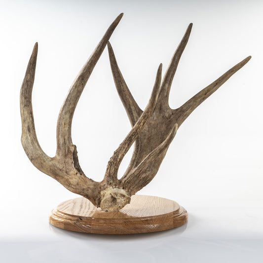 VERY UNIQUE WHITETAIL SHED! (Auction #009)