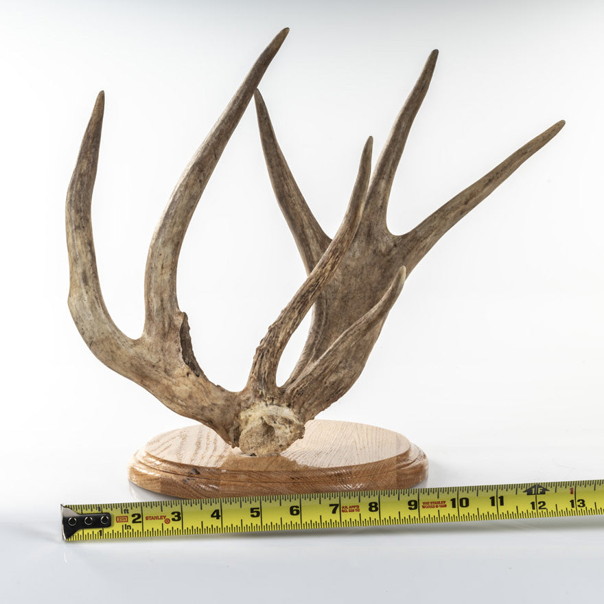 VERY UNIQUE WHITETAIL SHED! (Auction #009)